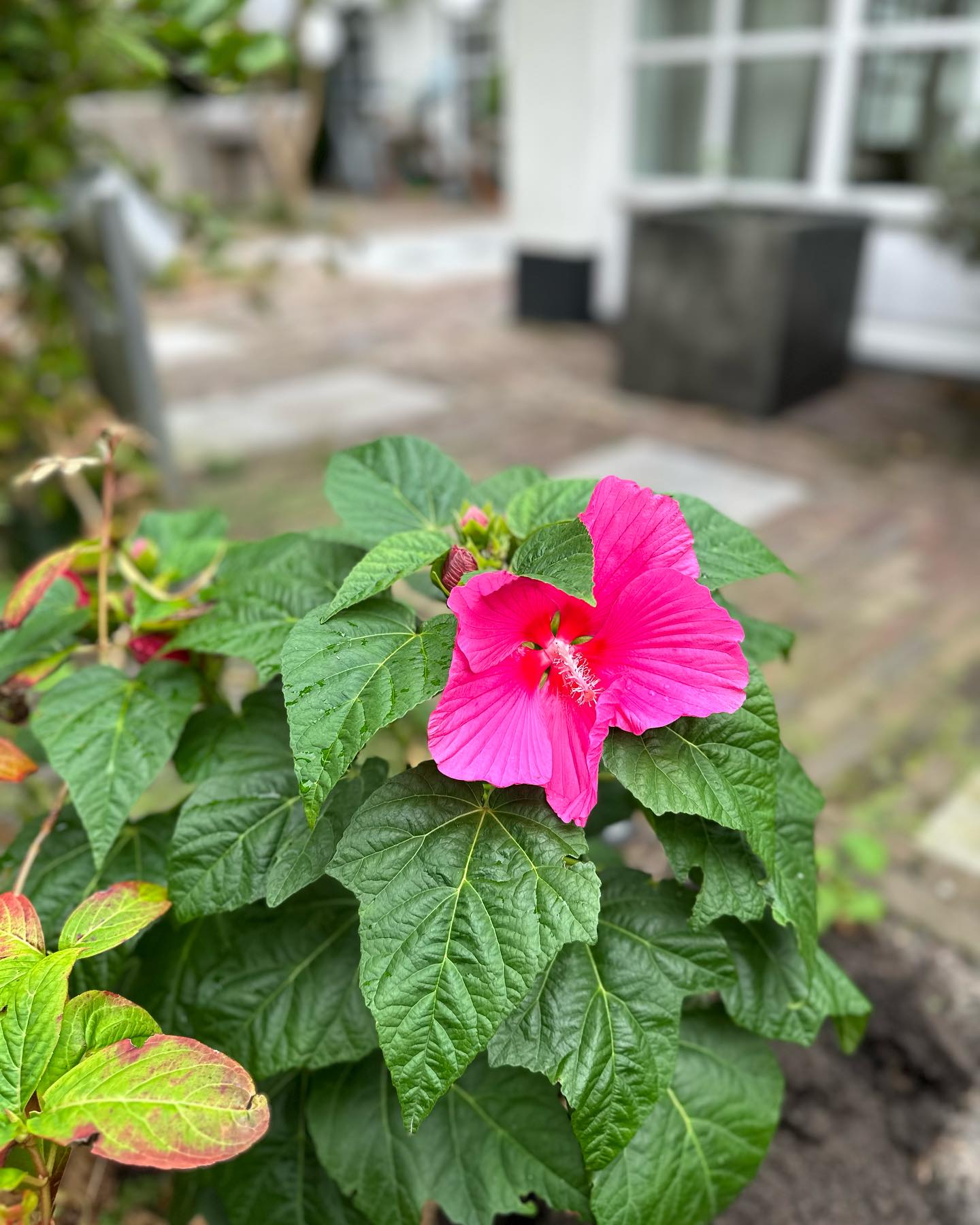 Tuinaanleg - Sfeervolle tuin